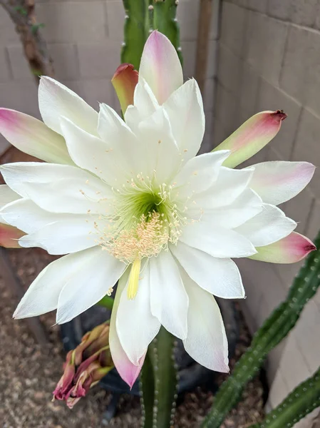 Flor Noche Cactus Cereus Está Punto Cerrar Por Día Madrugada —  Fotos de Stock
