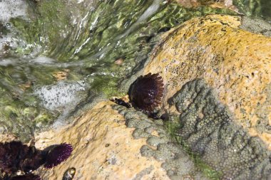 Egzotik görünüm Hawaii Adası doğa yaşam; ilginç arka plan olarak ve tek başına