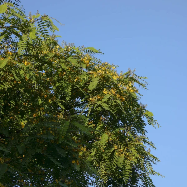 Southern California Acacia Træ Krone Med Gule Blomster - Stock-foto