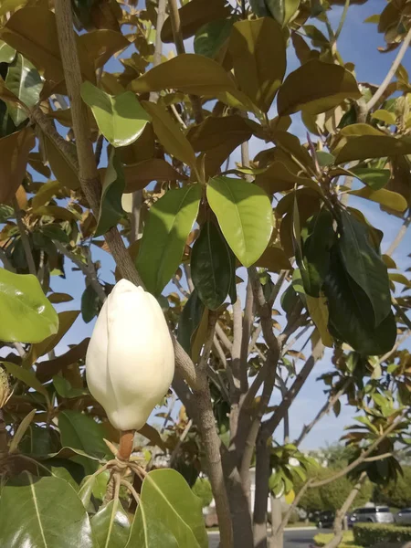 Southern California Magnolia tree with open white flowers; close up