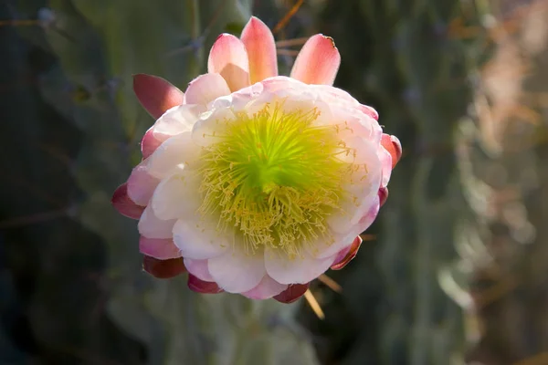 Αριζόνα Όργανο Σωλήνων Catus Λουλούδι Stenocereus Thurberi Είδη Οπίσθιο Φωτισμό — Φωτογραφία Αρχείου