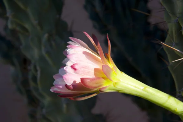 Flor Gato Tubulação Órgão Arizona Espécies Stenocereus Thurberi — Fotografia de Stock