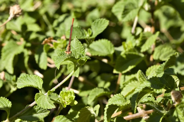 Röd Flickslända Sitter Rosa Blomma — Stockfoto