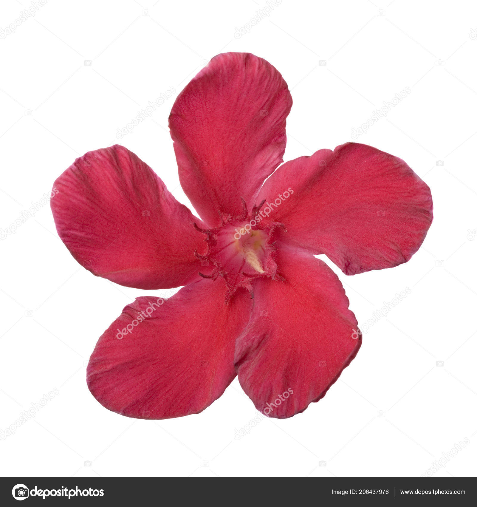 pistil Hardy pistil Hardy