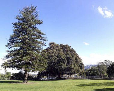 Norfolk Island Pine and Moreton Bay Fig Tree, Camarillo, Ventura county, California clipart