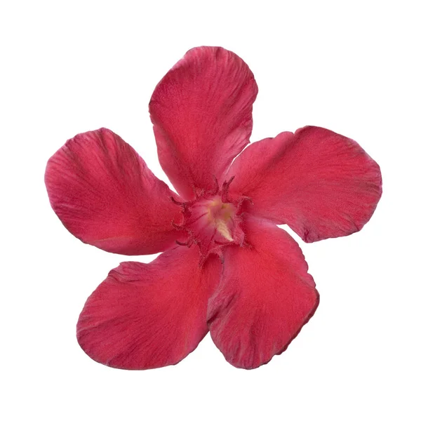 Hardy Red Oleander Flower Sul Bianco Concentrarsi Sul Pistillo — Foto Stock