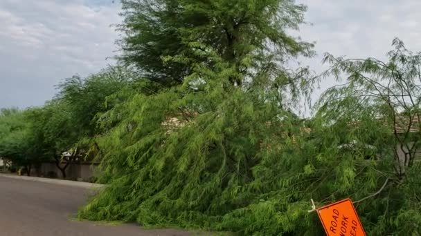 Rua Residencial Com Uma Árvore Mesquite Velho Caído Após Tempestade — Vídeo de Stock