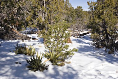 Evergreen ağaç orman ve çöl agav kaktüsler kış kar