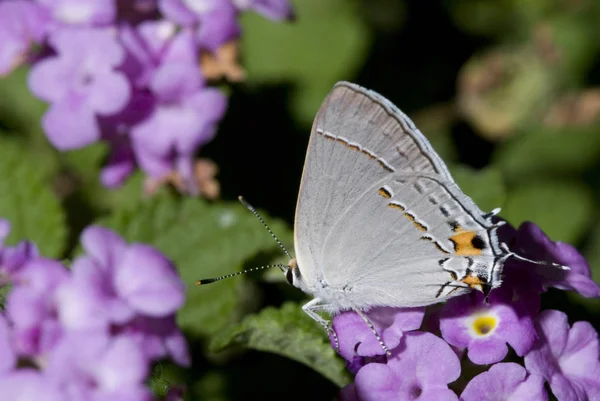 Papillon Blanc Assis Sur Des Fleurs Roses Dans Jardin Gros — Photo