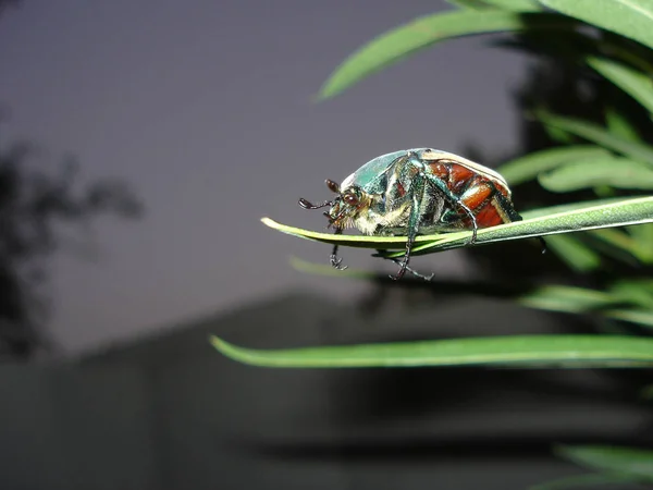 Big Green Beetle Sentado Oleander Hojas Noche — Foto de Stock