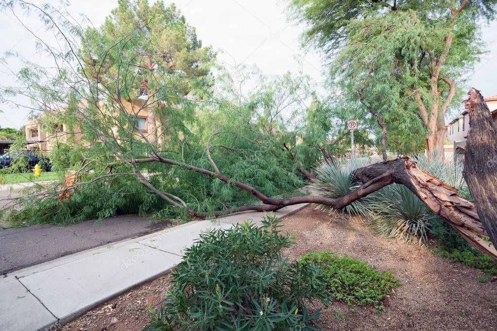 Residential street with a fallen old mesquite tree after annual summer monsoon storm in Phoenix, Arizona