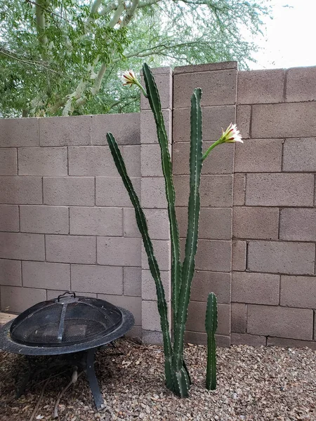 Éjszakai Virágzó Cereus Kaktusz Körülbelül Hoz Zár Virágok Hosszú Tüskétlen — Stock Fotó