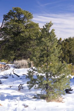 Evergreen ağaç orman içinde kış kar mavi gökyüzü altında