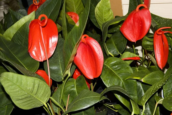 Flores Vermelhas Orquídea Fundo Borrão Close — Fotografia de Stock