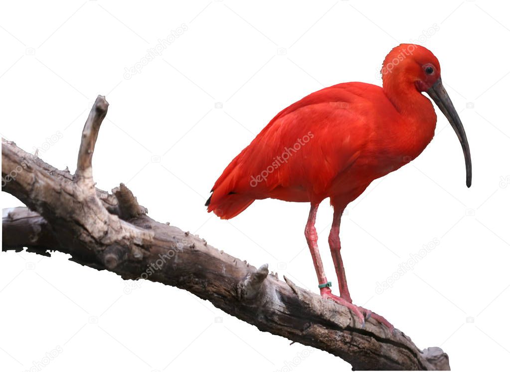 Red Colored Heron On Branch; isolated, two clipping paths include