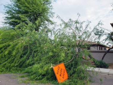 Yurt Caddesi sonra Phoenix, Arizona yıllık yaz muson fırtınada düşmüş bir eski mesquite ağaç ile
