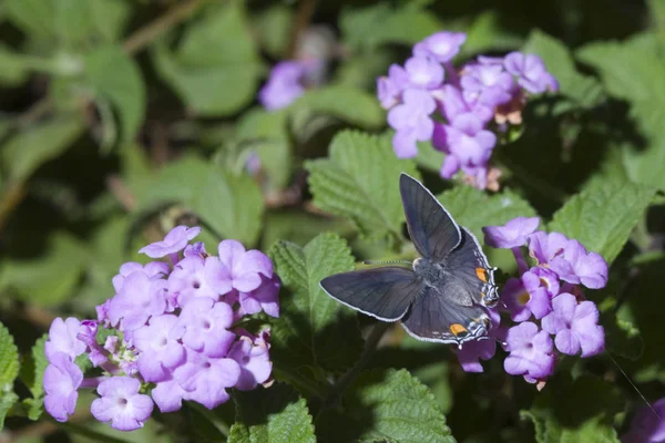 Borboleta Violeta Sentado Flores Cor Rosa Jardim Close — Fotografia de Stock