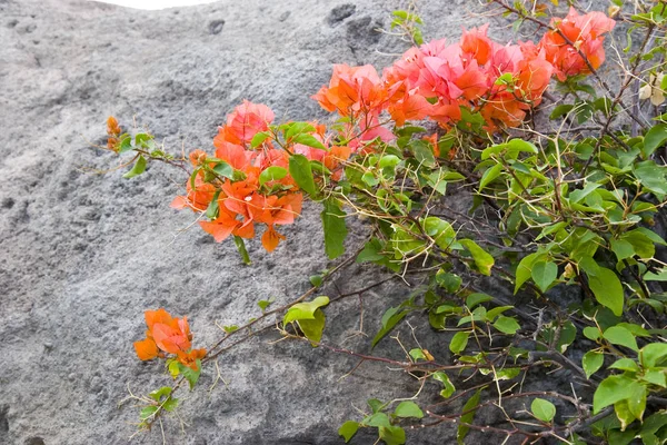 Rama Flores Arrastrándose Sobre Superficie Piedra — Foto de Stock