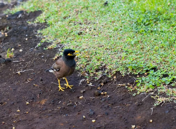 フィールドに沿って黄色いくちばしの赤ちゃんの鳥クローズ アップ — ストック写真