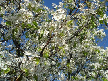 Elma ağacının çiçekleri