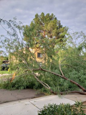 Yurt Caddesi sonra Phoenix, Arizona yıllık yaz muson fırtınada düşmüş bir eski mesquite ağaç ile