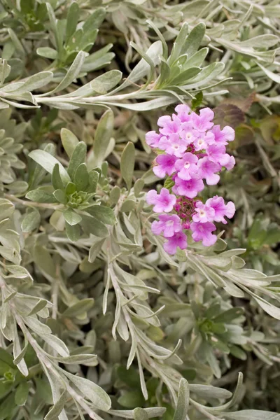 Fondo Plantas Primavera Verde Enfoque Flores Rojas — Foto de Stock