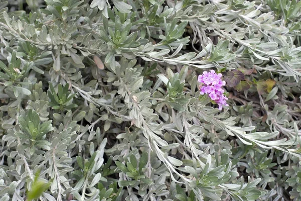 Primavera Plantas Verdes Fondo Con Flores Rojas Racimo — Foto de Stock