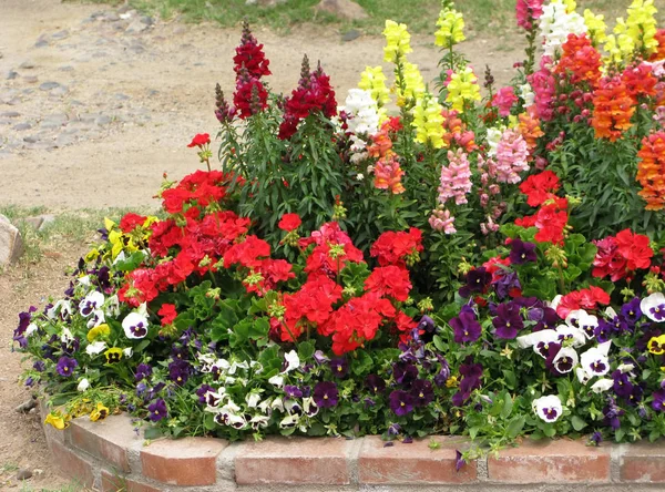 Well-groomed flower bed full of flowers with bright color