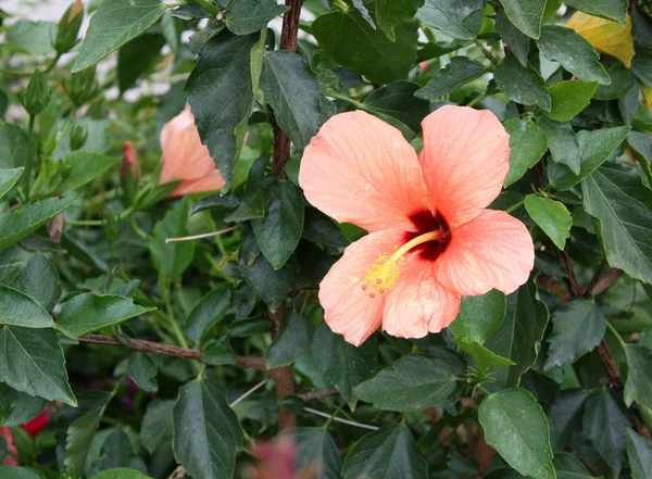 Hibiscus Tropical Color Rosa Claro Brillante San Diego — Foto de Stock