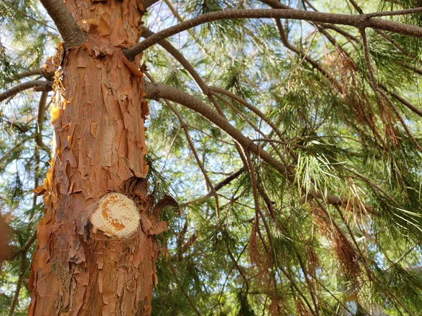アフガン Freesh と松の木の幹を切るスポット — ストック写真