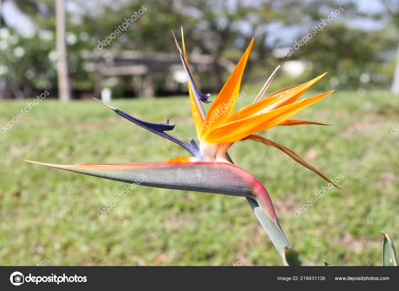 Fleur Oiseau Paradis Largement Répandu Culture Climat