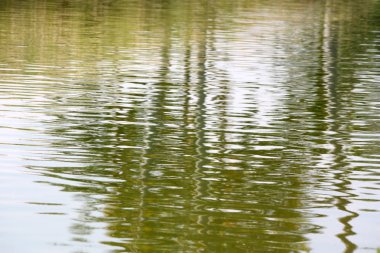 Palmiye ağaçları reflectio ile yaz aylarında güzel gölet