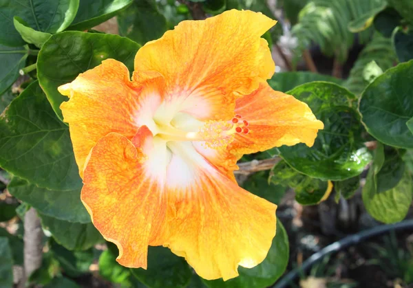 Color Naranja Flor Tipo Hibiscus Tropical — Foto de Stock