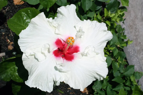 Flor Color Blanco Tipo Hibisco Tropical — Foto de Stock