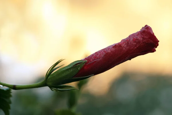 辉煌或圣地亚哥红 一种热带的芙蓉花 — 图库照片