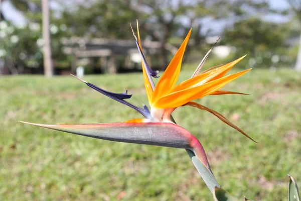 Pássaro Paraíso Flor Amplamente Cultivada Clima Temperado — Fotografia de Stock