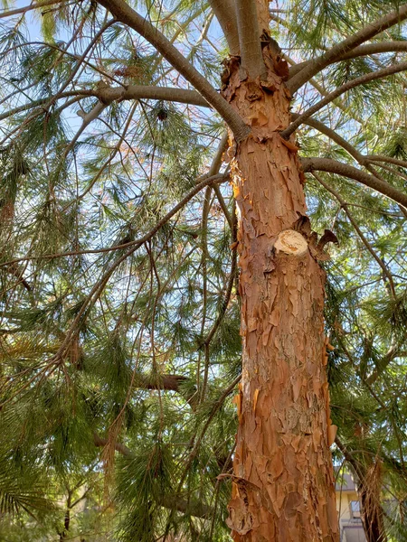 その木質のトランクに新鮮なカット スポットでアフガンの松の木 — ストック写真