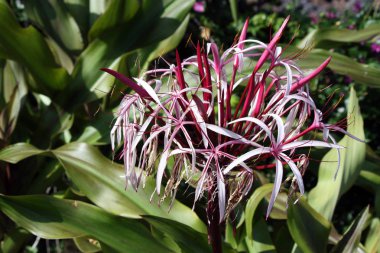 Kraliçe Emma Lily yakın çekim