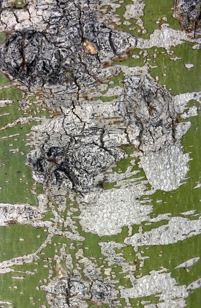 緑の木の樹皮の背景のクローズ アップ — ストック写真