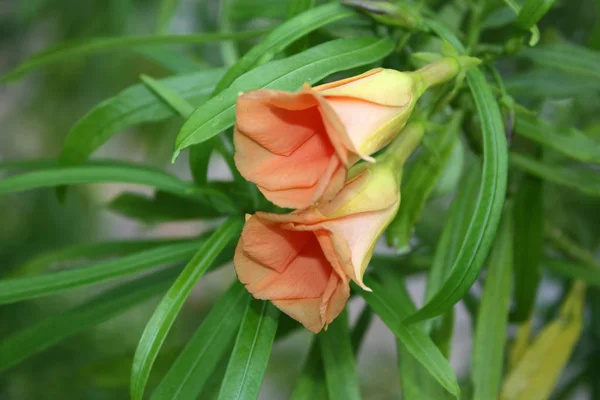 Zár Megjelöl Szemcsésedik Ból Oleander Piros Virág — Stock Fotó