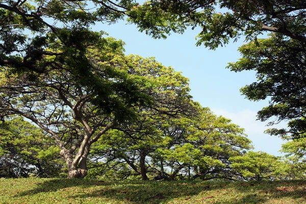 Tropických Stromů Havaje Slunečný Den — Stock fotografie
