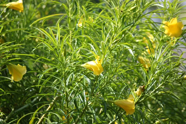 Bush Com Flores Oleandro Amarelo Contra Céu — Fotografia de Stock