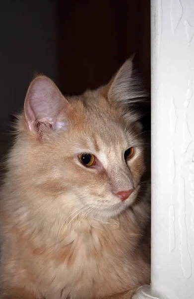 오렌지 고양이의 클로즈업 — 스톡 사진