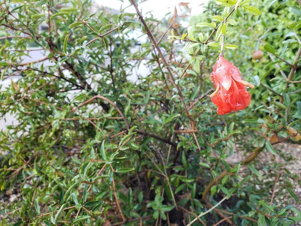 Flor Roja Forma Campana Con Gotitas Agua Arbusto Granada Enana — Foto de Stock