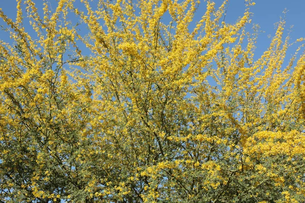 Palo Verde Galben Fabaceae Parkinsonia Microphyllum Arizona State Tree — Fotografie, imagine de stoc