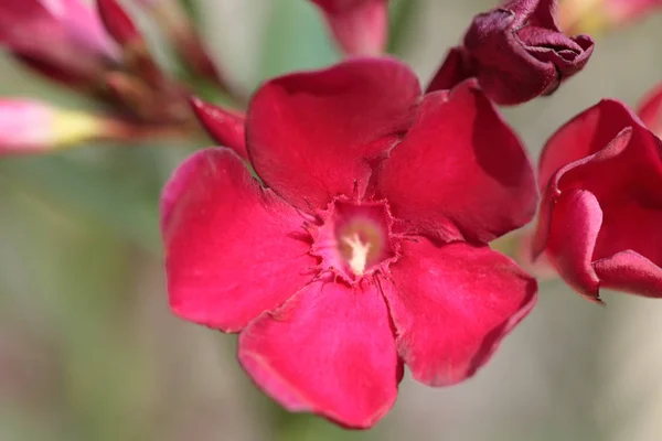 Flor Olivo Rojo Venenoso Con Pétalos Brotes Abiertos — Foto de Stock