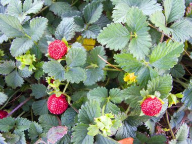 Bahar yabani çilek Trio yaprak yeşil zemin üzerine