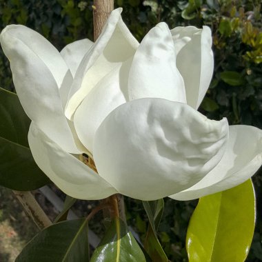 Muhteşem Güney Kaliforniya Manolya çiçek açık yaprakları ile