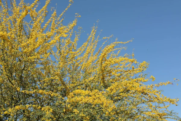 Gul Palo Verde Fabaceae Parkinsonia Microphyllum Arizona State Tree - Stock-foto