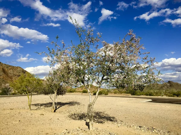 Árbol Orquídea Anacacho Bauhinia Purpurea Desierto Arizona Cerca Salomé — Foto de Stock